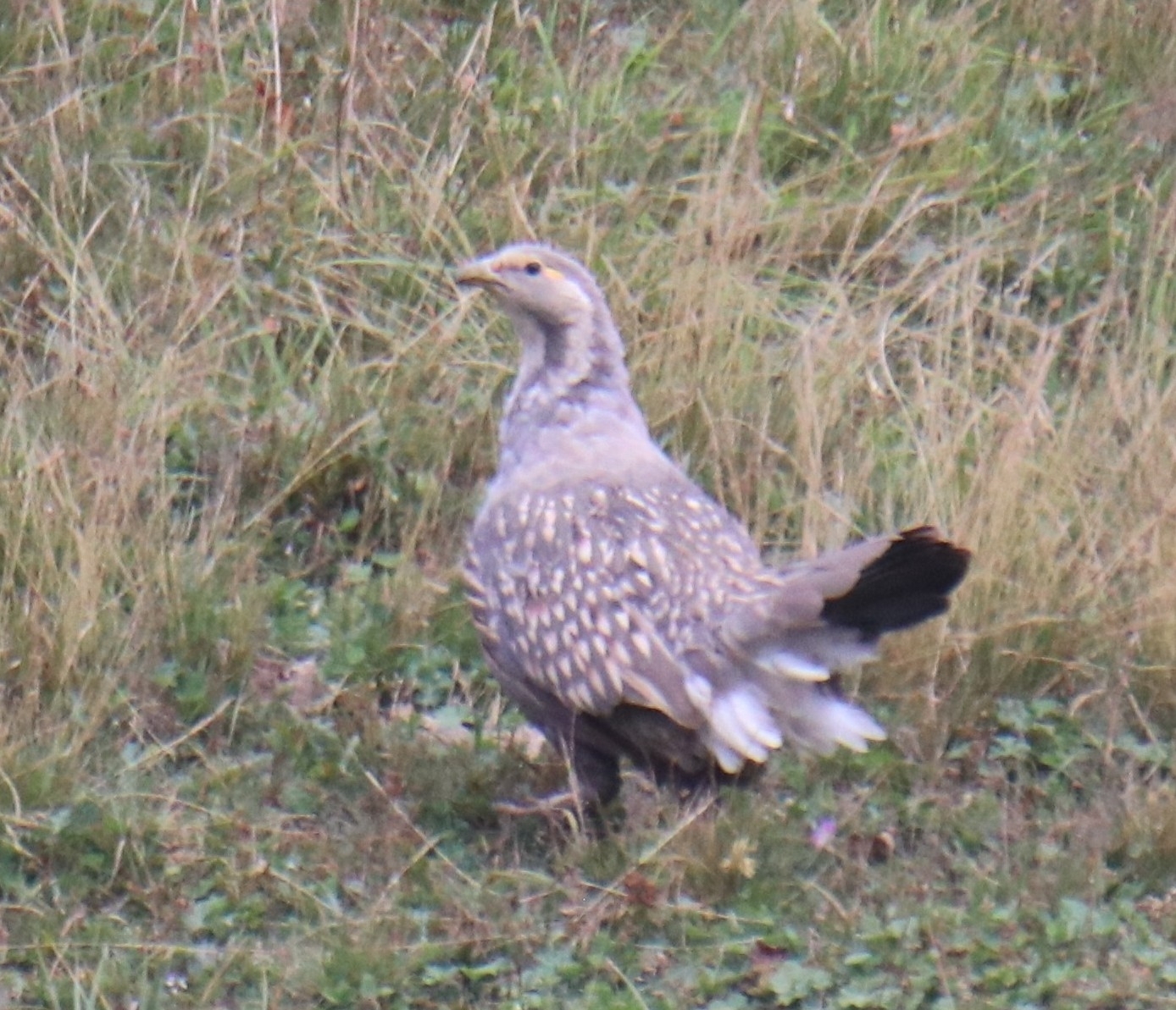 Caspian Snowcock (Tetraogallus caspius), photo 1