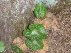Asarum hartwegii