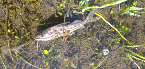 Catfish (Pimelodus maculatus) — Pimelodidae — 4