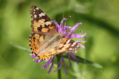 Vanessa cardui