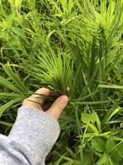 Liatris pycnostachya