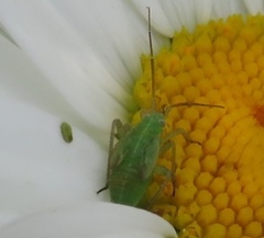 Closterotomus
