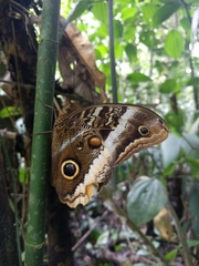 Caligo atreus