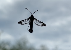 Synanthedon