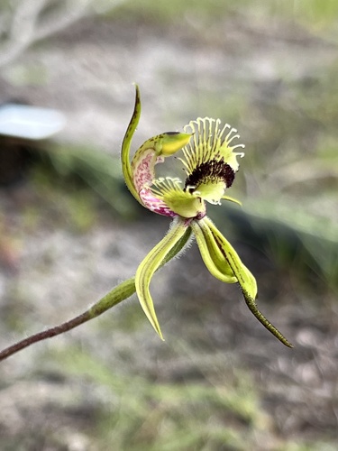 Arrowsmith spider orchid thumbnail