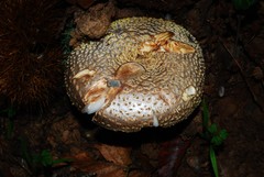 Amanita franchetii