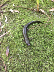 Desmognathus auriculatus