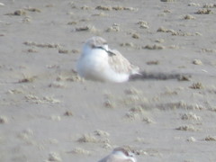 Charadrius marginatus marginatus