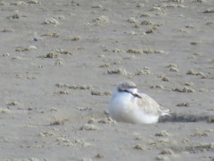 Charadrius marginatus marginatus