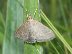 Anania fuscalis