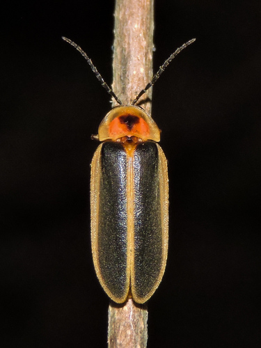 Common Eastern Firefly, photo 4 of 10