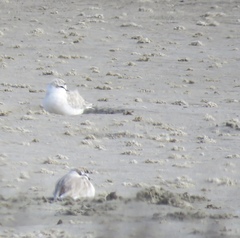 Charadrius marginatus marginatus