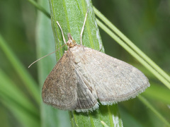 Anania fuscalis