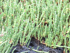 Salicornia tegetaria