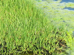 Salicornia tegetaria