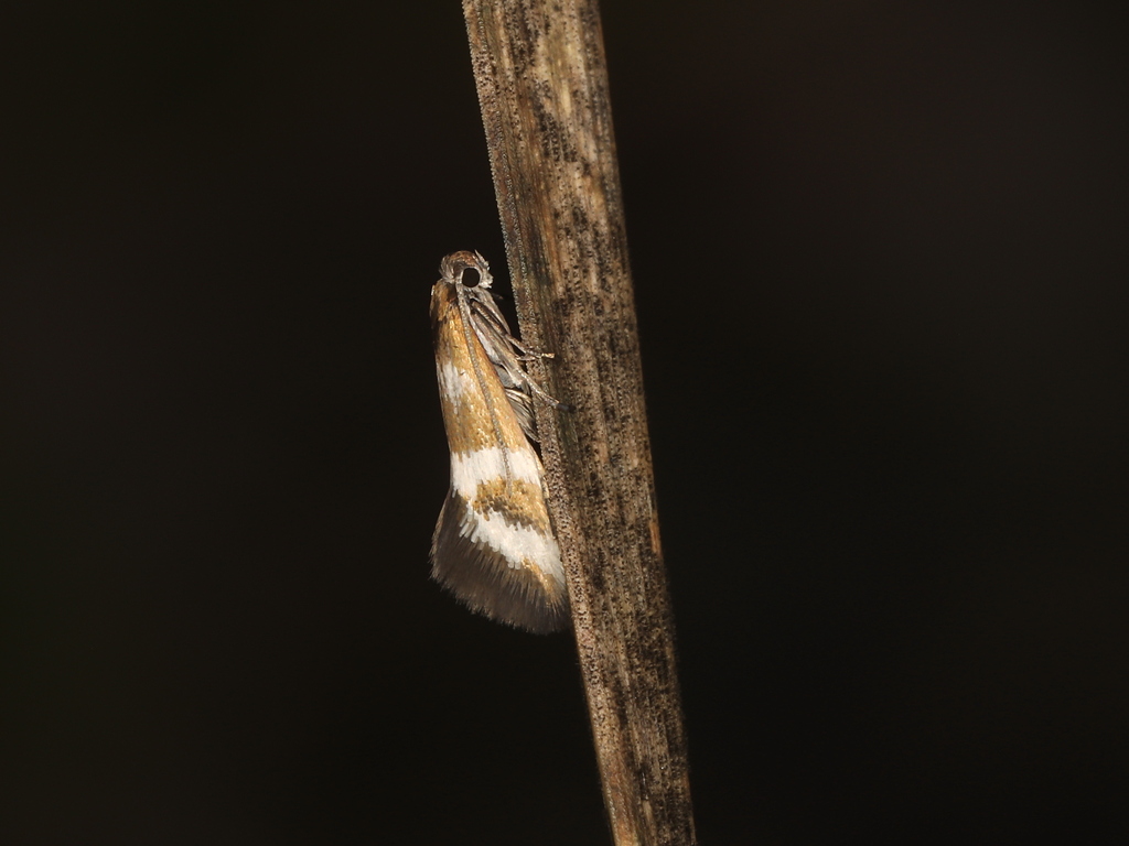 Hoplophanes