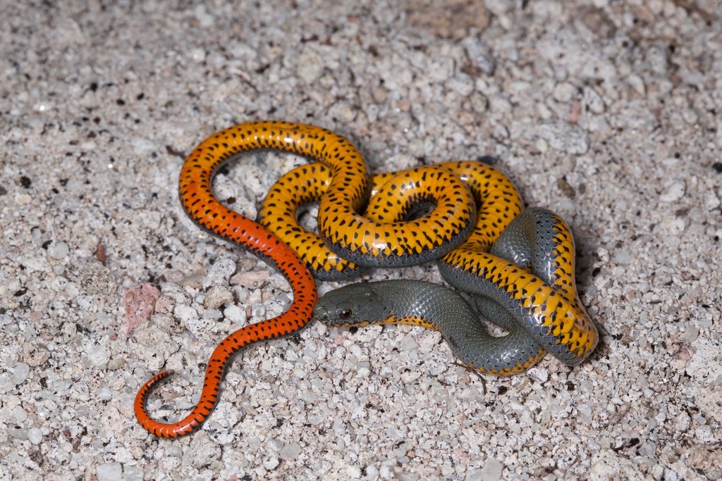 Ring-necked Snake (Diadophis punctatus) iNaturalist
