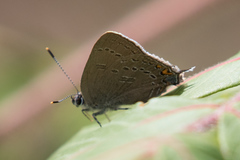 Satyrium edwardsii