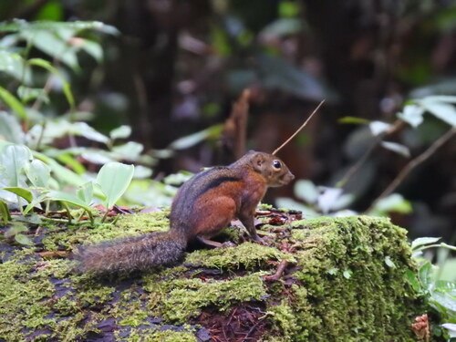 Three-striped Ground Squirrel