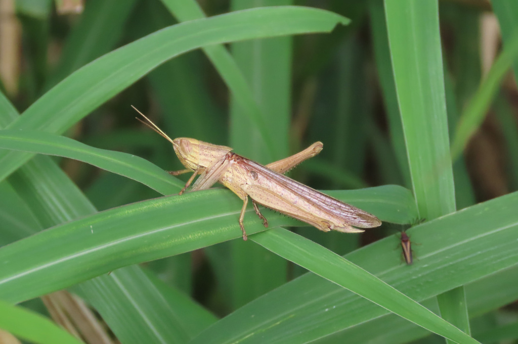 Oxyrrhepes meyeri
