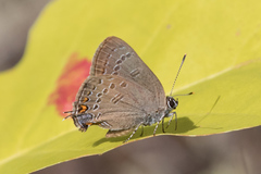 Satyrium edwardsii
