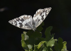 Melanargia larissa