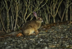 Lepus sinensis formosus