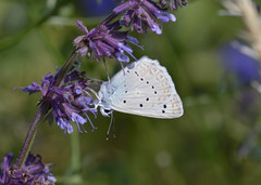 Polyommatus daphnis