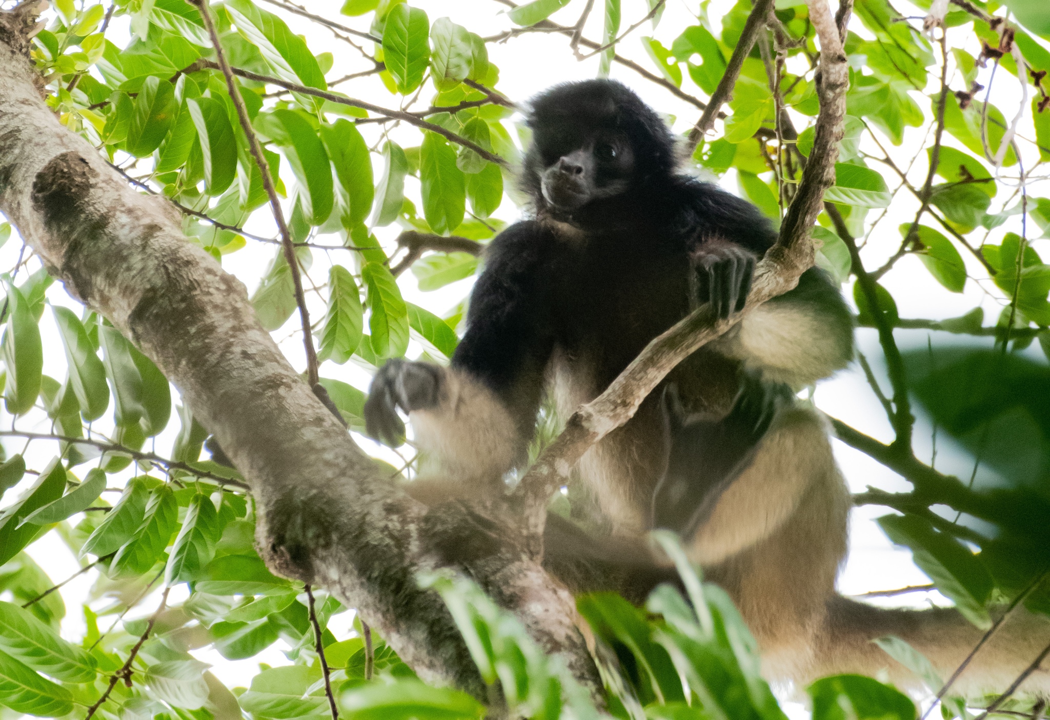 Macaco-aranha (Ateles belzebuth) - Ambientebrasil - Ambientes