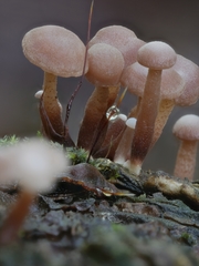 Marasmiellus praeacutus