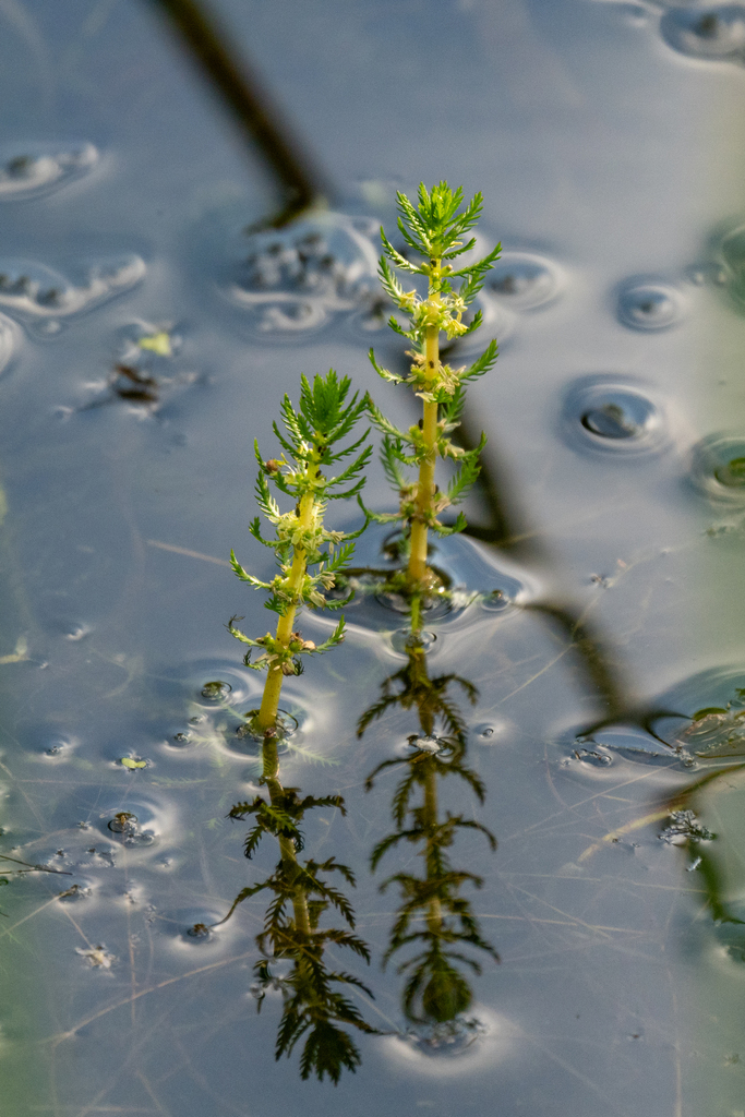 Whorled water-milfoil