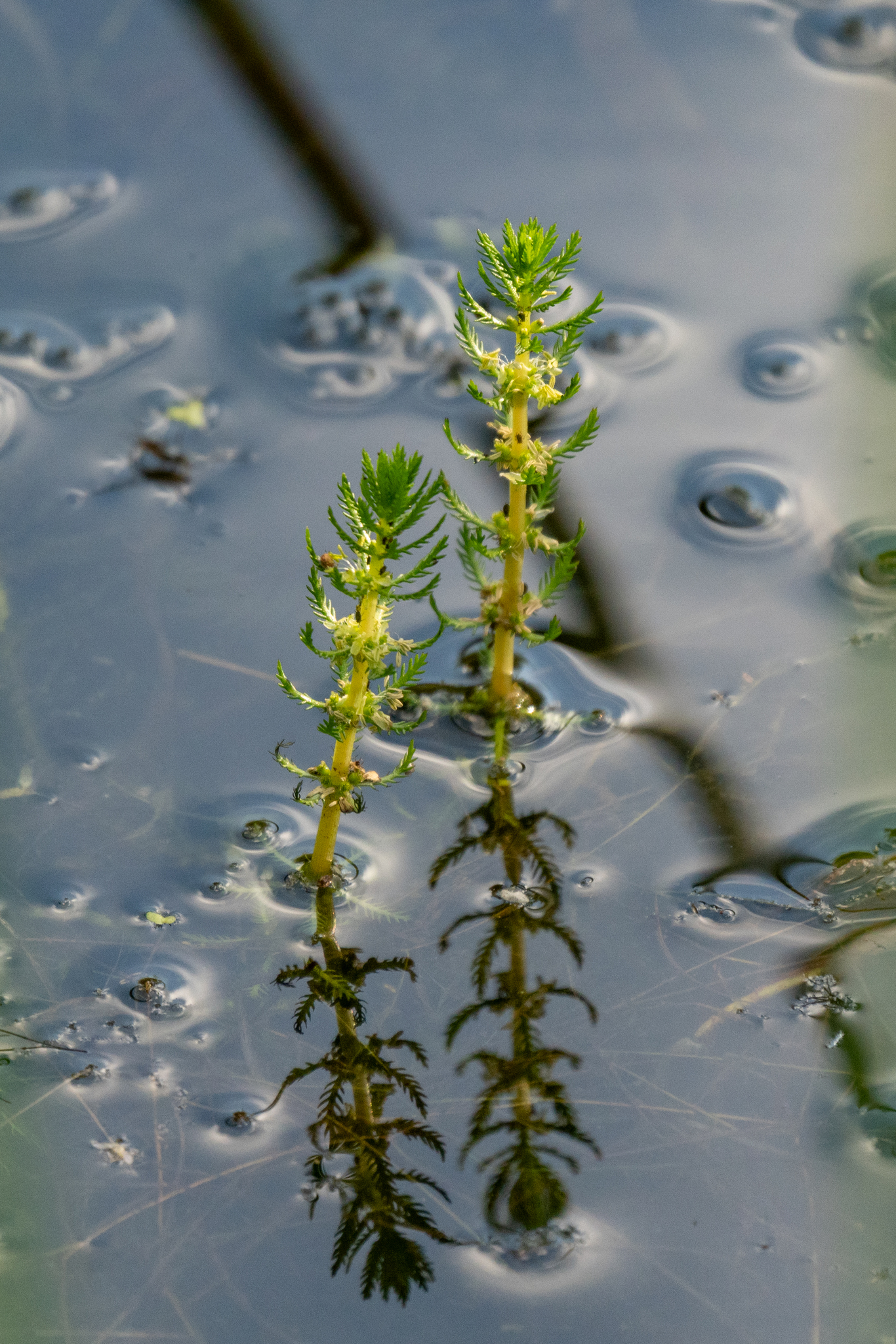 Myriophyllum verticillatum