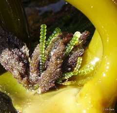 Chaetomorpha coliformis