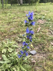 Echium vulgare