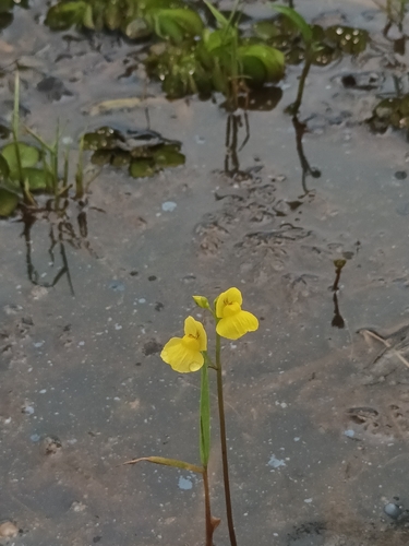 Image of Utricularia aurea by (c) Pranav Chandra Bose, some rights reserved (CC BY)