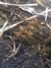 Pleuridium acuminatum