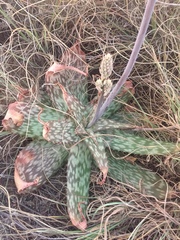 Aloe greatheadii