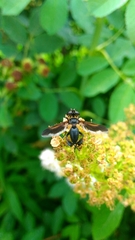 Galactomyia