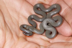 Diadophis punctatus regalis