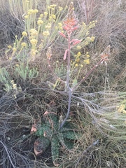 Aloe greatheadii