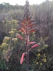 Aloe greatheadii