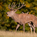 Red Deer - Photo (c) The Wasp Factory, some rights reserved (CC BY-NC-SA)