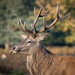 Red Deer - Photo (c) Marc Barrot, some rights reserved (CC BY-NC-ND)