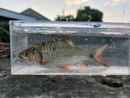 Javaen barb (Systomus rubripinnis) — Cyprinidae — 4