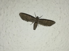 Glaucina erroraria
