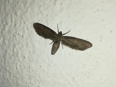 Glaucina erroraria