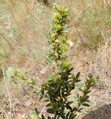 Lespedeza stuevei