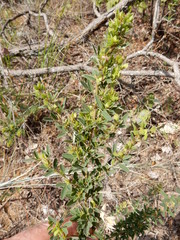 Lespedeza stuevei