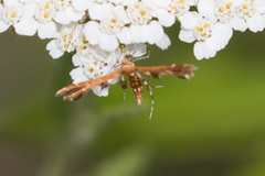 Geina tenuidactylus