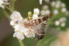 Strangalia luteicornis